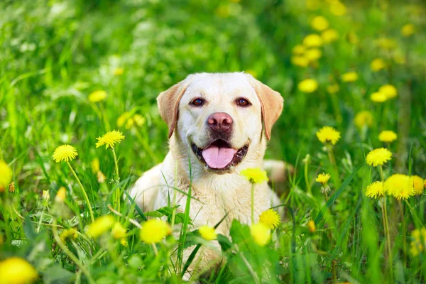 Animais — Fotografia de Stock