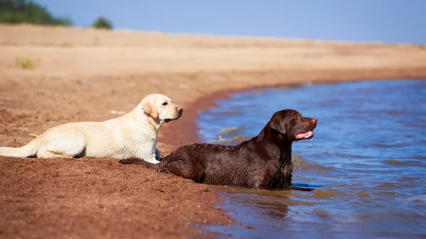 Animal — Stock Photo, Image