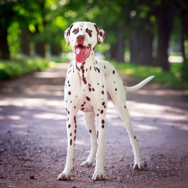 hayvan köpek