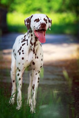 hayvan köpek