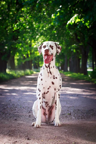 Animal dog — Stock Photo, Image