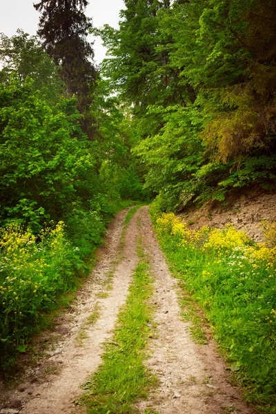 Straße im Wald — Stockfoto