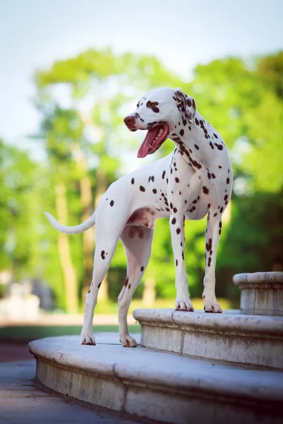 Cão animal — Fotografia de Stock