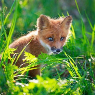 Kızıl tilki yavrusu