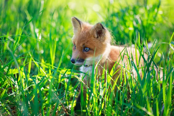 Rödräv valpΚόκκινη αλεπού κουτάβι — Φωτογραφία Αρχείου