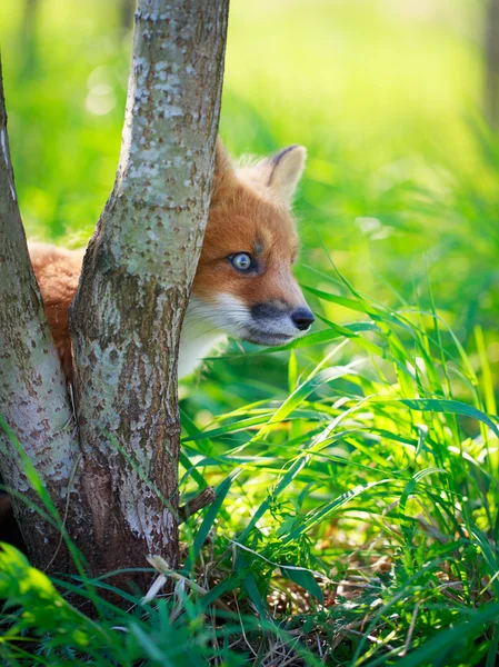 Щенок красной лисы — стоковое фото