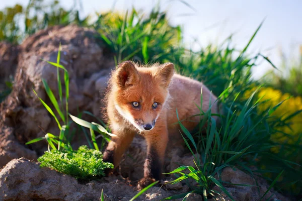 Red fox puppy — Stock Photo, Image
