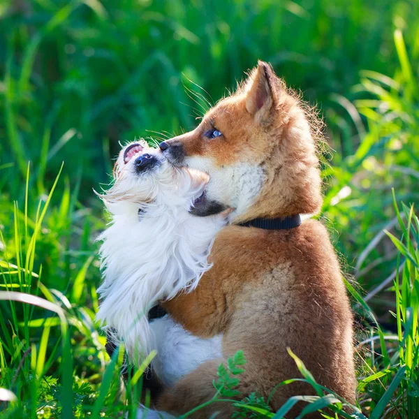 Pups red fox and white dog — Stock Photo, Image
