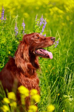 köpek yaz alanında
