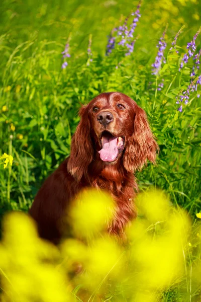 Cão no campo de verão — Fotografia de Stock