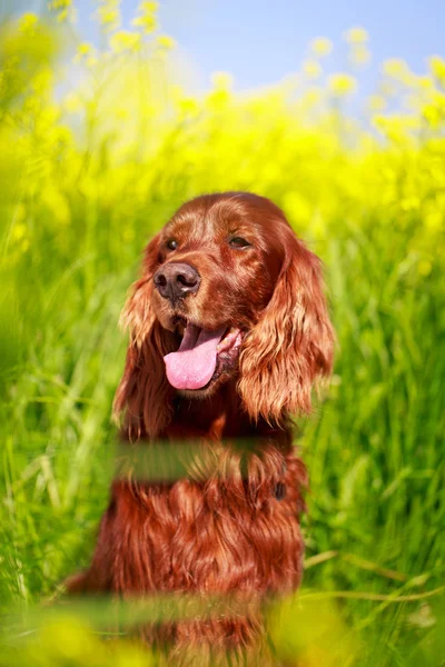 Hond in zomer veld — Stockfoto