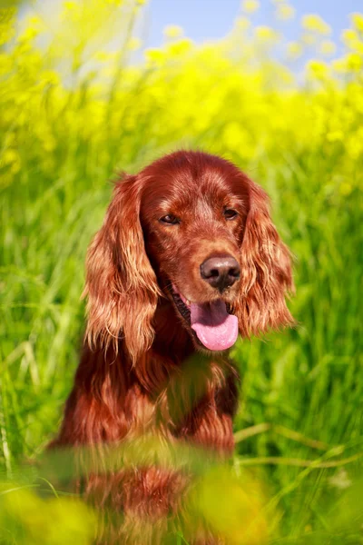 Cão no campo de verão — Fotografia de Stock