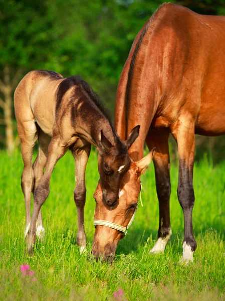 Paard in zomer veld — Stockfoto
