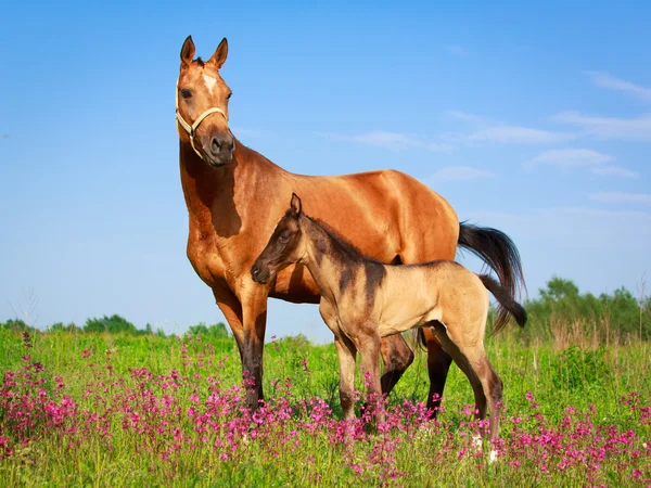 Pferd im Sommerfeld — Stockfoto