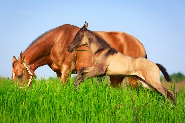 Caballo en el campo de verano —  Fotos de Stock