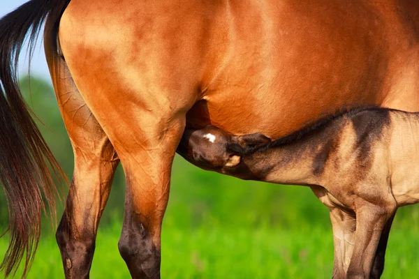 Häst i sommaren sätter — Stockfoto