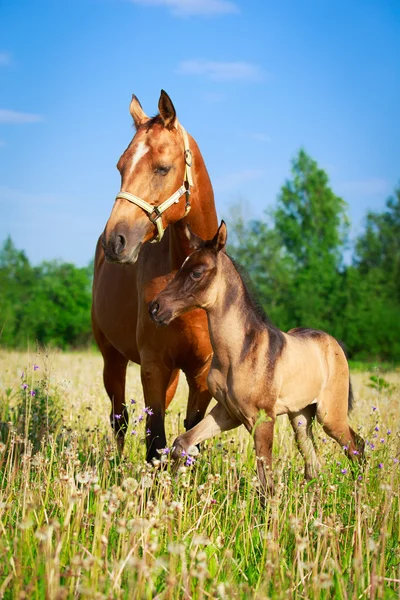 Pferd im Sommerfeld — Stockfoto