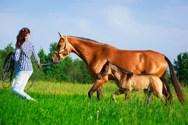 Koń w lato pole — Zdjęcie stockowe
