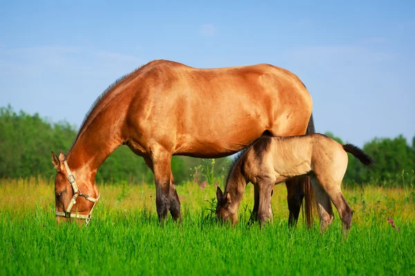 Hest på sommermark - Stock-foto