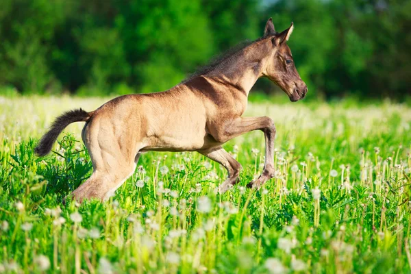Kuda di lapangan musim panas — Stok Foto