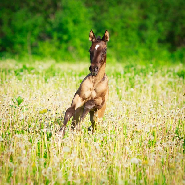 Cavalo no campo de verão — Fotografia de Stock