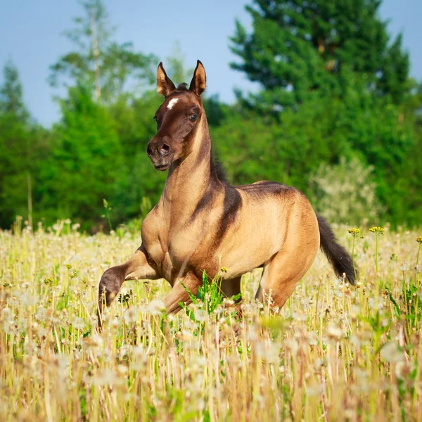 Horse in summer field — Stock Photo, Image