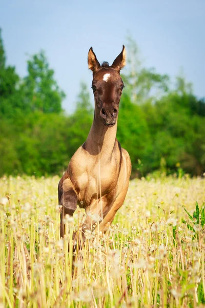 Paard in zomer veld — Stockfoto