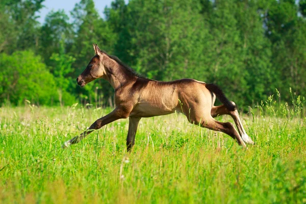 Häst i sommaren sätter — Stockfoto