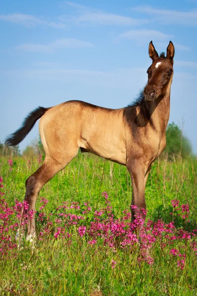 Horse in summer field — Stock Photo, Image
