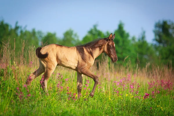 Paard in zomer veld — Stockfoto