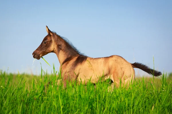 Horse in summer field — Stock Photo, Image