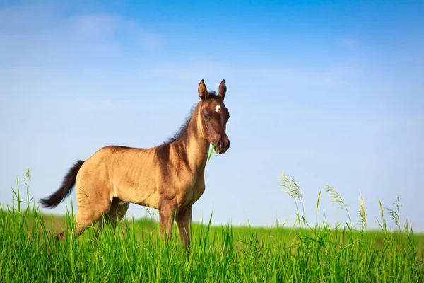 Cavalo no campo de verão — Fotografia de Stock