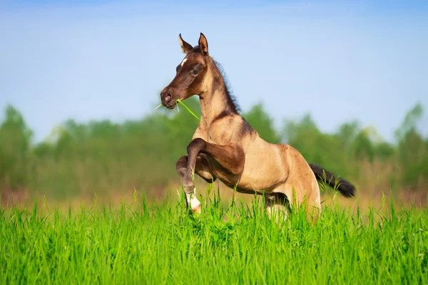 Hest på sommermark - Stock-foto