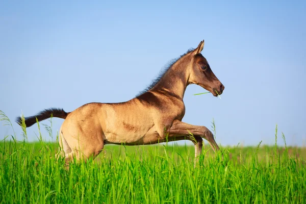 Häst i sommaren sätter — Stockfoto