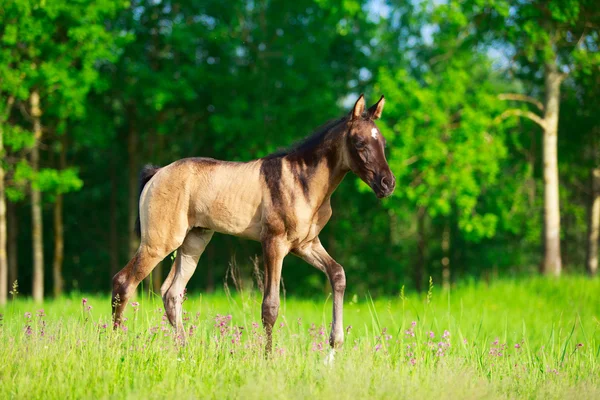 Cavalo no campo de verão — Fotografia de Stock