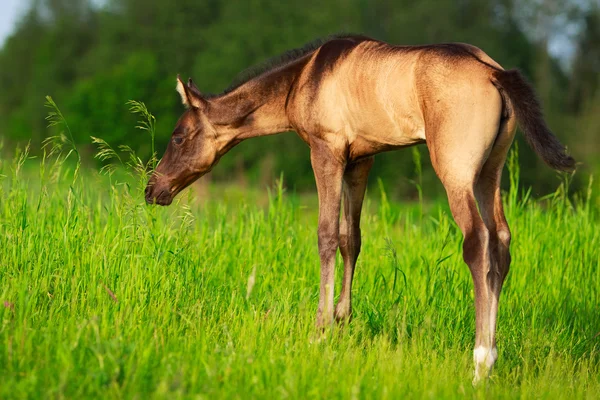 Häst i sommaren sätter — Stockfoto