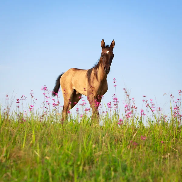 Лошадь в летнем поле — стоковое фото