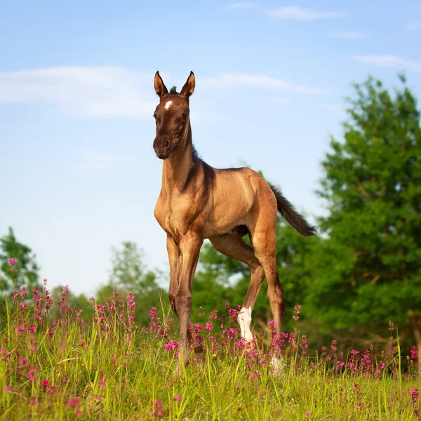 Cavalo no campo de verão — Fotografia de Stock