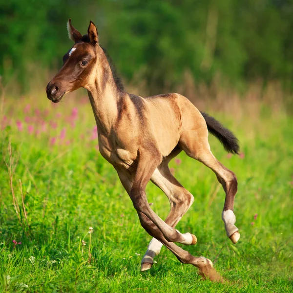 Koně v letní pole — Stock fotografie