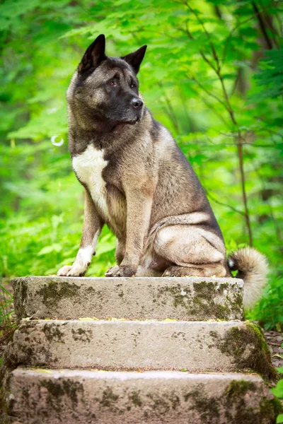 Dog in park — Stock Photo, Image