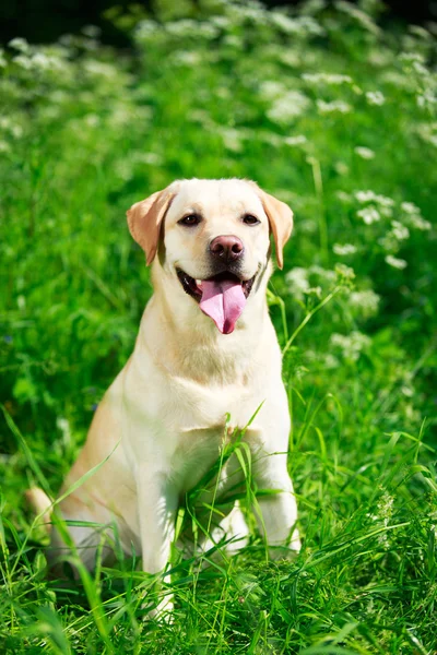 Cão no parque — Fotografia de Stock