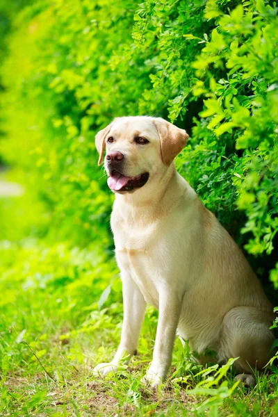 Hond in park — Stockfoto
