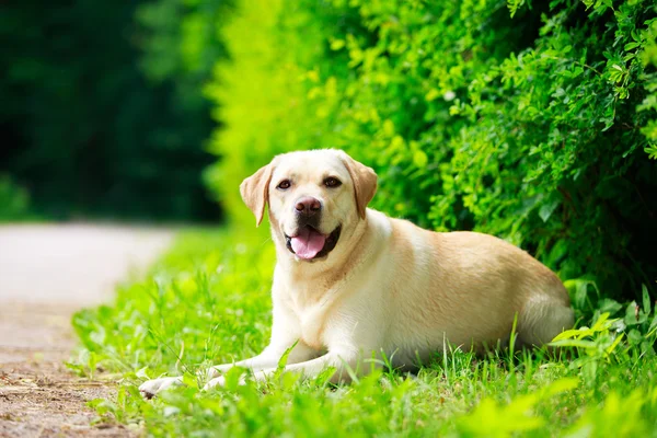 Cane nel parco — Foto Stock