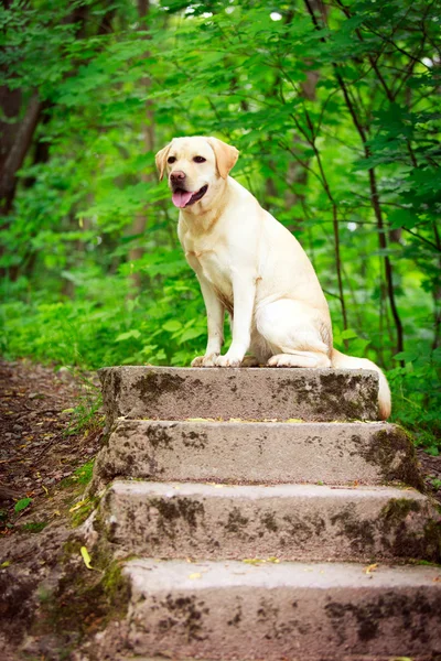 Cão no parque — Fotografia de Stock