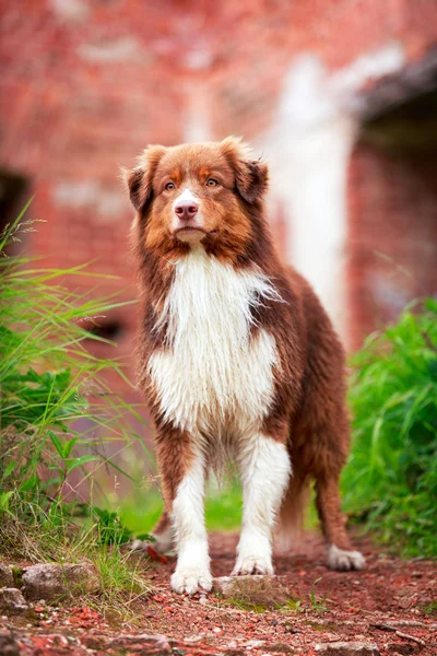 Animali — Foto Stock