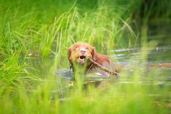 Animais — Fotografia de Stock