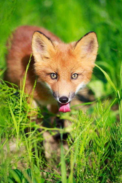 Animais — Fotografia de Stock