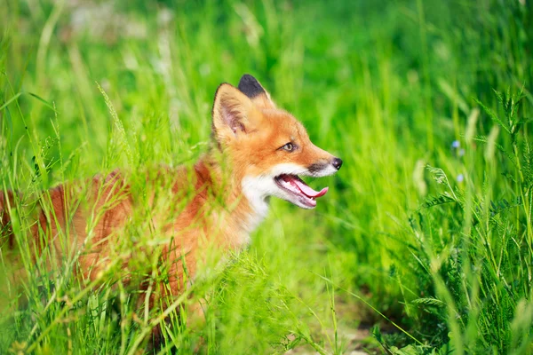 Animales. —  Fotos de Stock