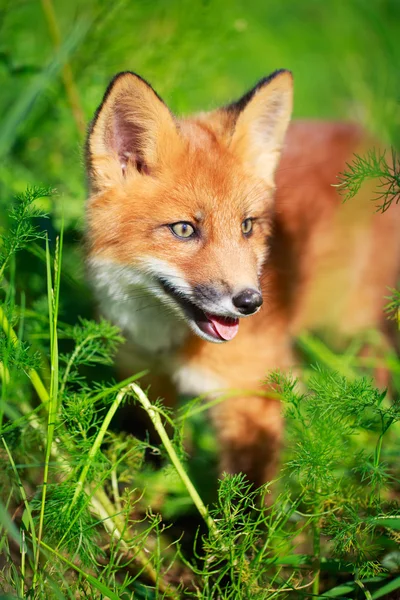 Dierlijk — Stockfoto