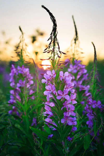 Blomma — Stockfoto